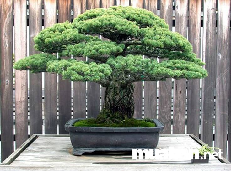 Đặt cây cảnh bonsai ở những nơi có đủ ánh sáng
