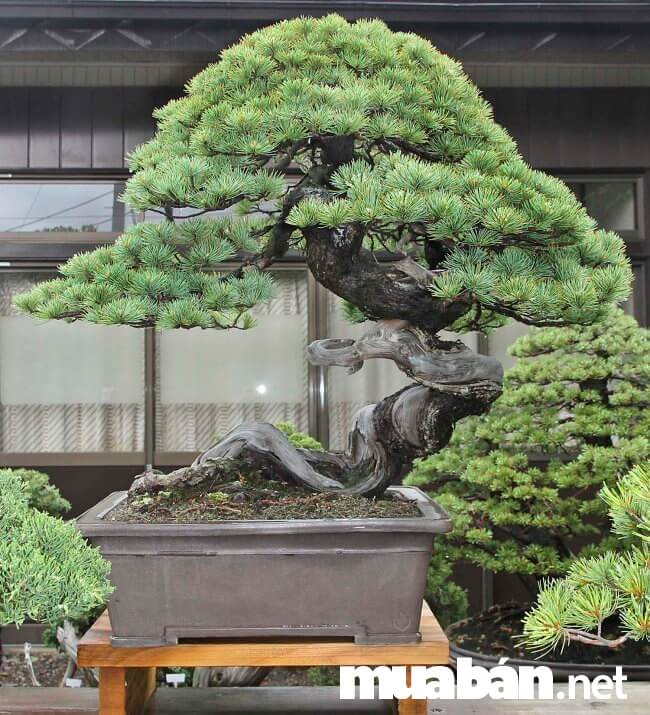Thú chơi cây bonsai là một nghệ thuật