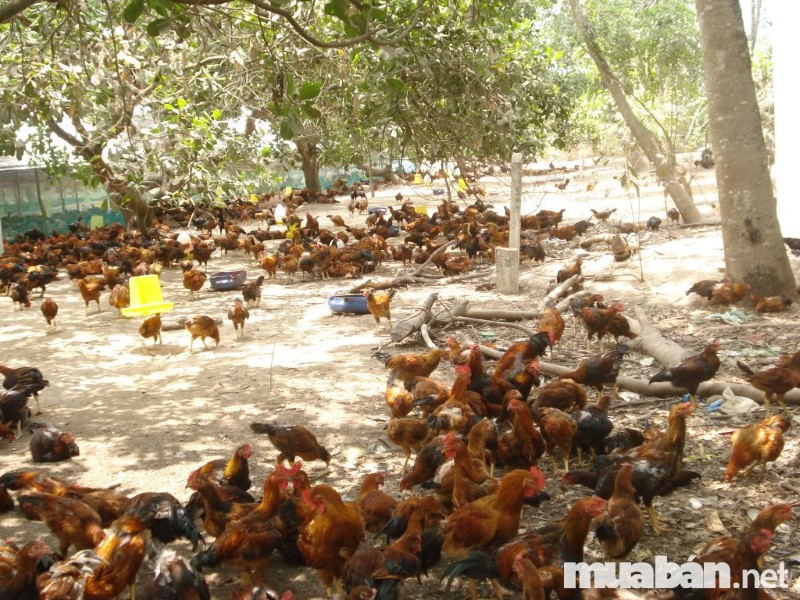 Bãi chăn thả cần đảm bảo một số tiêu chí nhất định để gà được bảo vệ an toàn