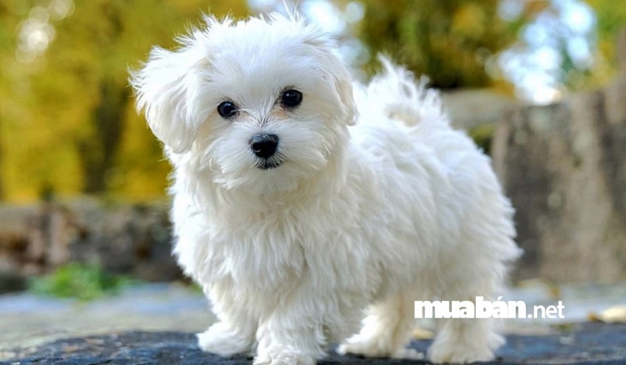 Chó Bichon Frise là một giống chó nhỏ, đáng yêu.