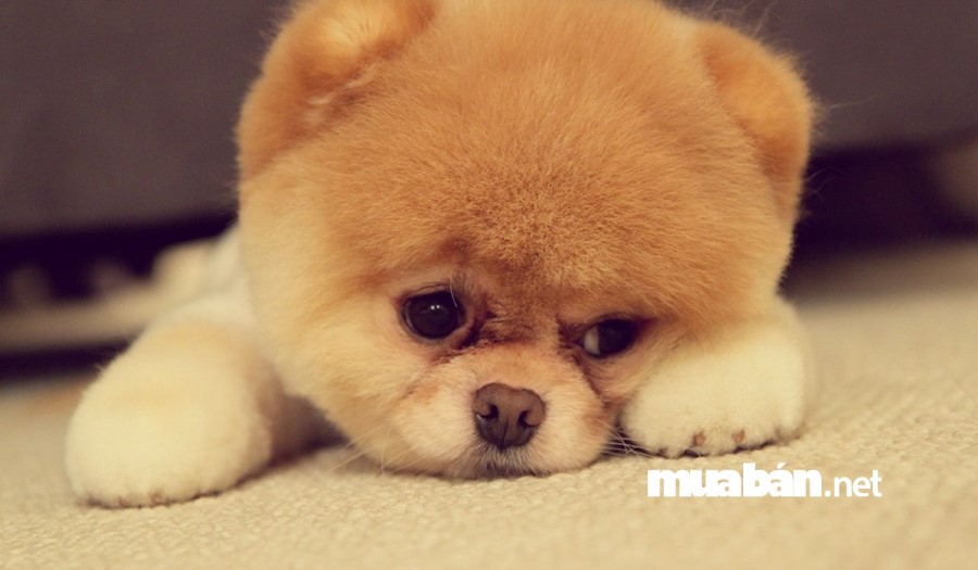 Những chú chó cảnh nhỏ Pomeranian sở hữu một ngoại hình vô cùng đáng yêu với một bộ lông xù.
