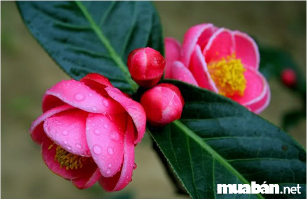 Top 7 loai hoa chung Tet luon mang den may man tai loc 2