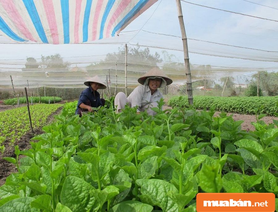 Hóc Môn đang có chủ trương phát triển kinh tế nông nghiệp theo hướng đô thị hiện đại.