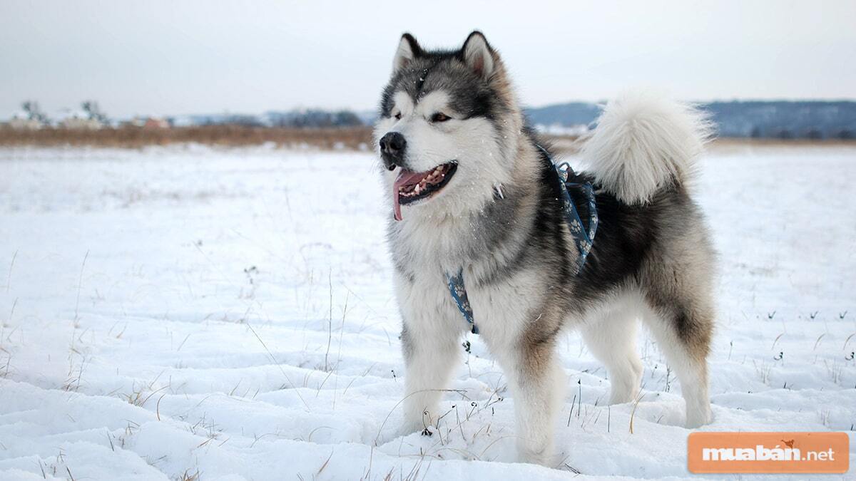 Một chú chó Alaska con xinh xắn