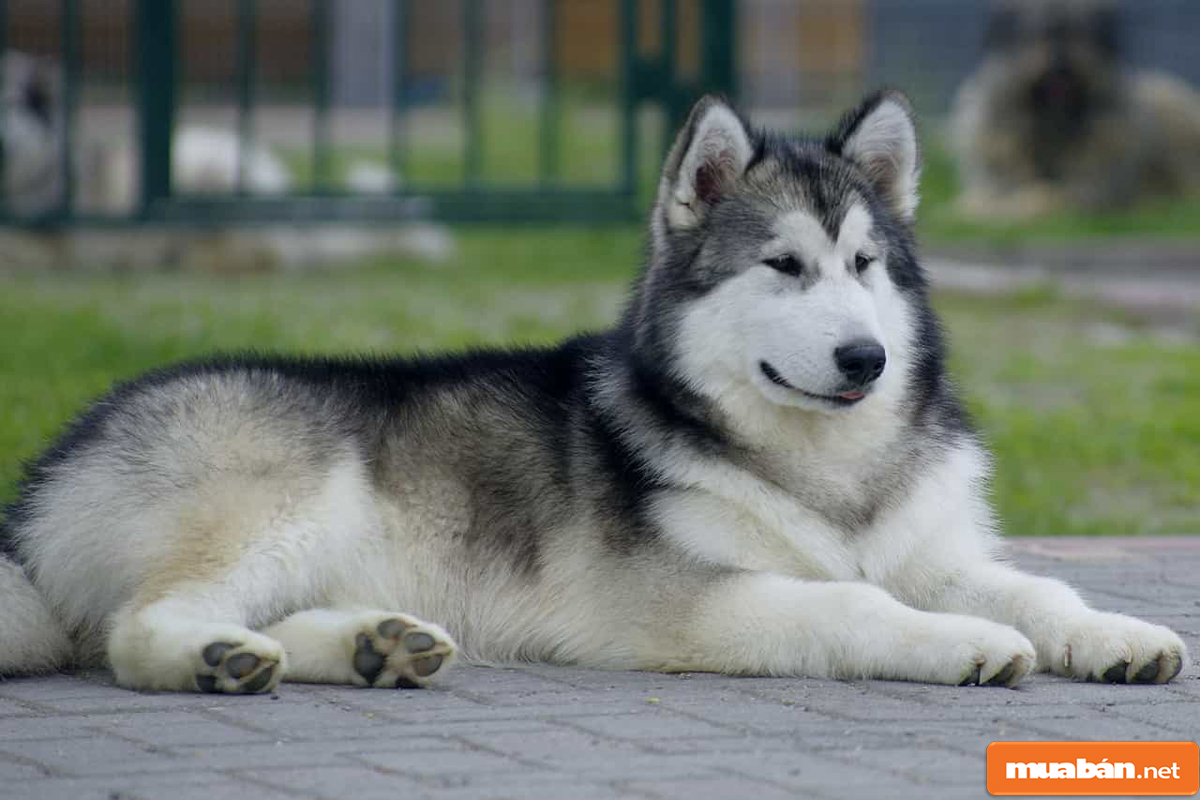 Chó Alaska – Đặc điểm, Cách Nuôi Và Giá Mua Tham Khảo